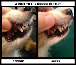 Dog teeth cleaning before and after