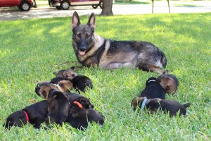 GSD litter and mom