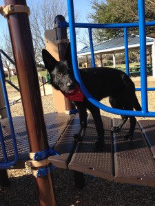 Cosmo at playground